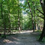 Lasy w okolicy Lublina – co warto zobaczyć i gdzie wybrać się na wycieczkę?